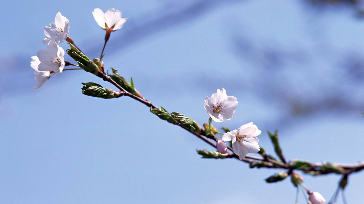 tiktok下载安卓教程_tiktok下载安卓 - 苹果APP下载 - 55dz账号网