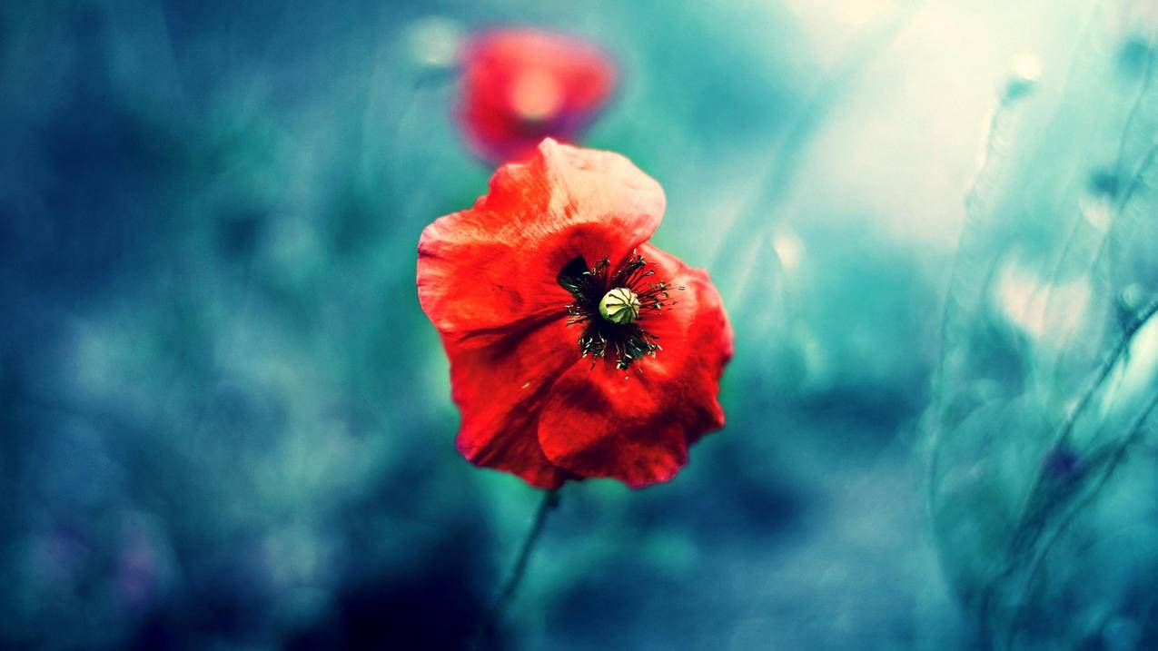 苹果官网管理你的越南apple id打不开（苹果官网管理你的越南apple id打不开怎么办） - 各区苹果ID - 55dz账号网