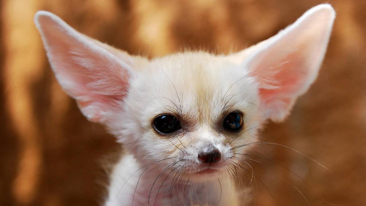 苹果美服充值卡怎么用 ， 购买美国apple礼品卡给Apple ID充值及下载付费App教程  - 55dz账号网