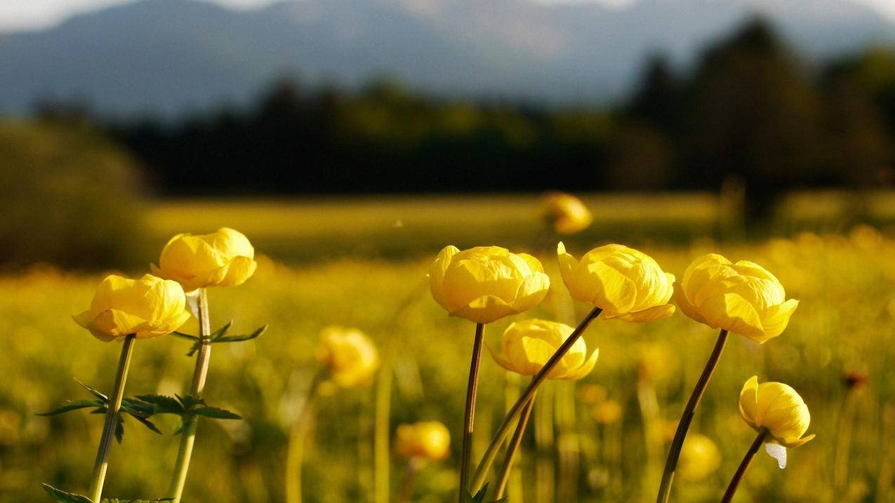 shopee出了几单就不出单了什么原因？怎么办-苹果id平台