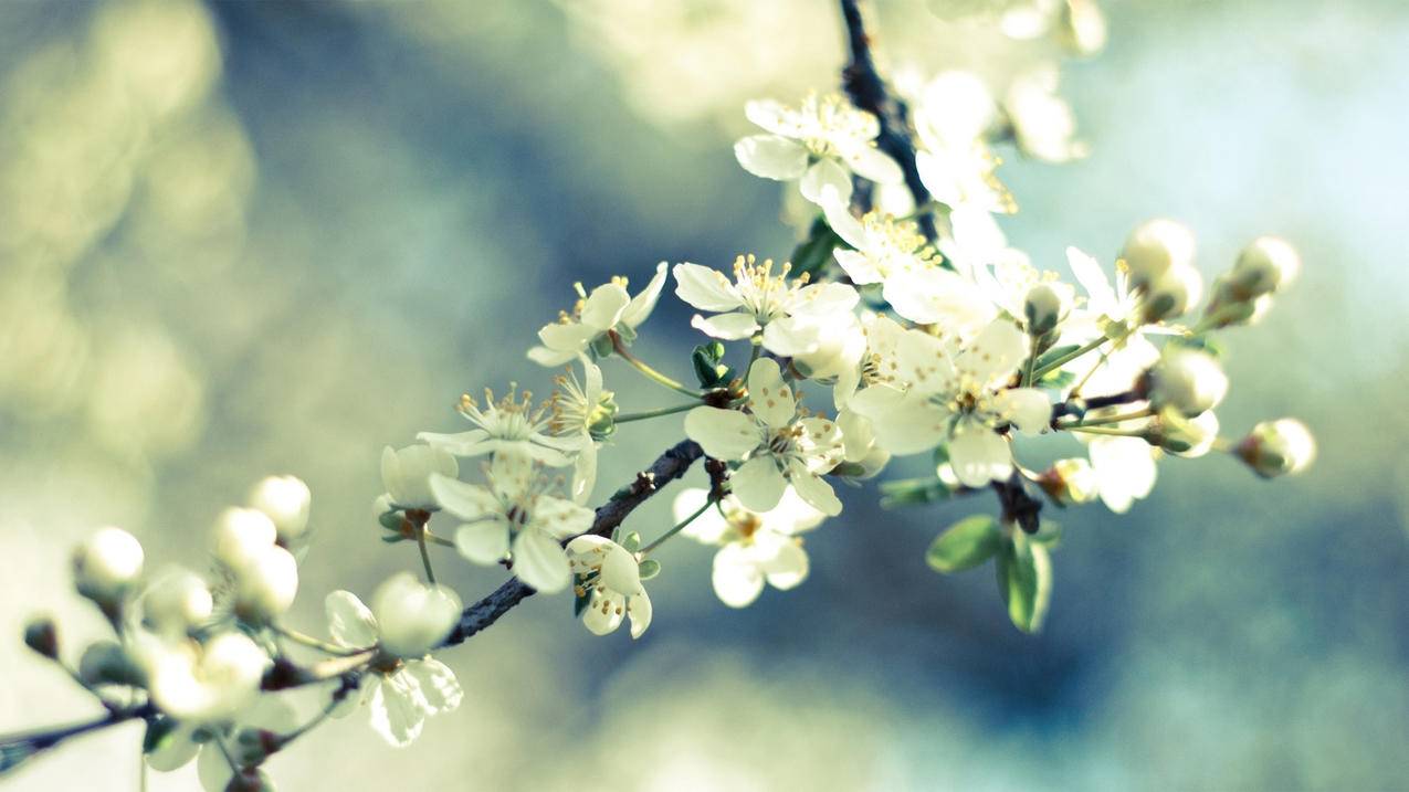 苹果ID号被锁定了手机号码没用了怎么办如何解锁? ， 苹果ID号被锁定了手机号码没用了怎么办如何解锁  - 55dz账号网