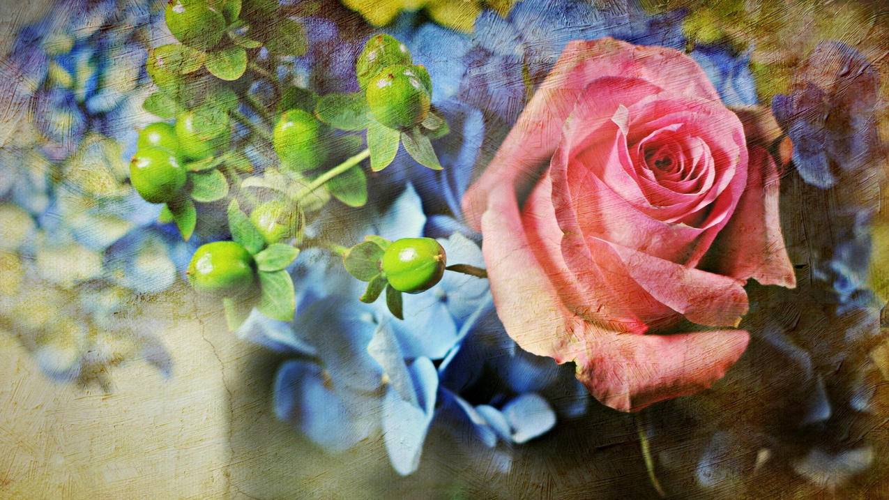 tiktok没有播放量什么原因_tiktok播放量很低 - tiktok相关 - 55dz账号网