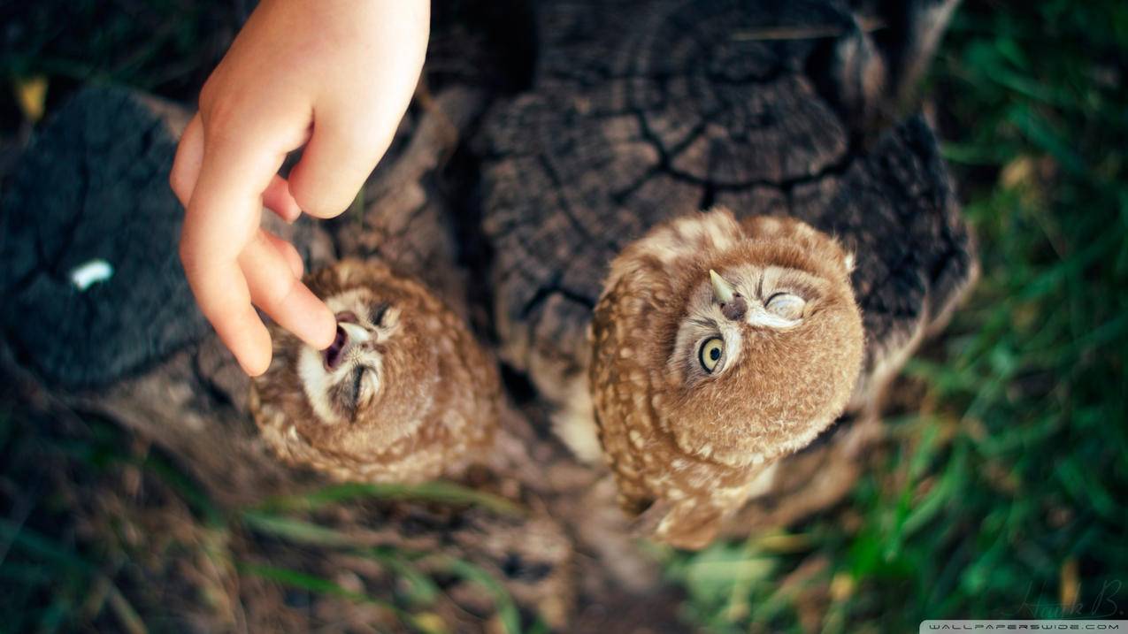 怎么看别人的推特账号_怎么看别人的推特账号密码 - tw相关 - 55dz账号网