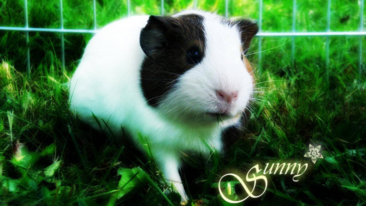 苹果搭梯子是什么意思_苹果的梯子是什么 - skype相关 - 55dz账号网