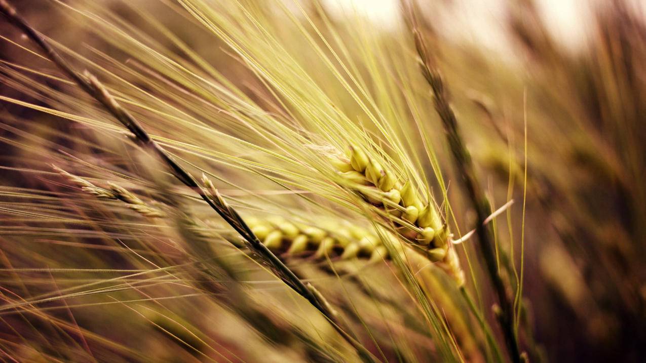 刷快手作品浏览量网站-快手免费刷双击自助下单秒刷-快手刷单平台