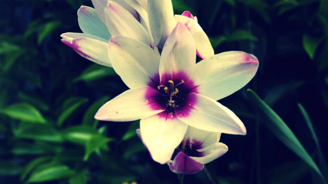 tiktok国际版开直播_tiktok怎么在国内直播 - tiktok相关 - 55dz账号网