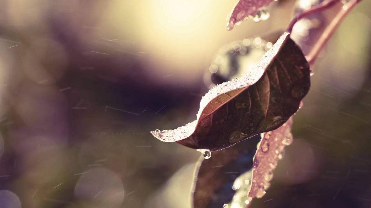 苹果id怎么互加联系人 ， 苹果电话同步怎么弄?  - 55dz账号网