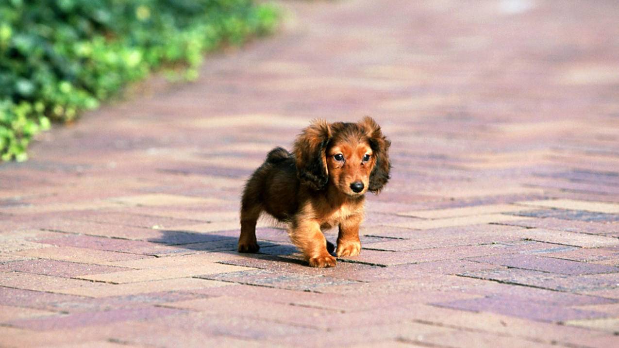 如何注册登录tiktok账号_tiktok账号注册教程 - 苹果APP下载 - 55dz账号网