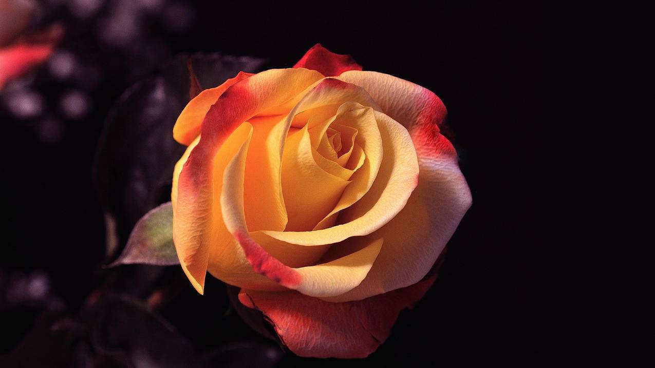 小米手机google服务框架卸载_小米手机卸载谷歌服务框架 - google相关 - 55dz账号网