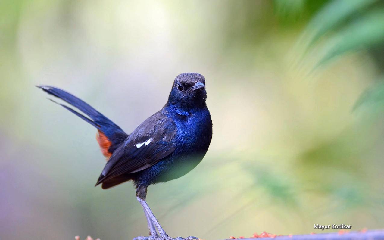 华为快应用是什么软件可以删吗_华为快应用彻底删除 - skype相关 - 55dz账号网