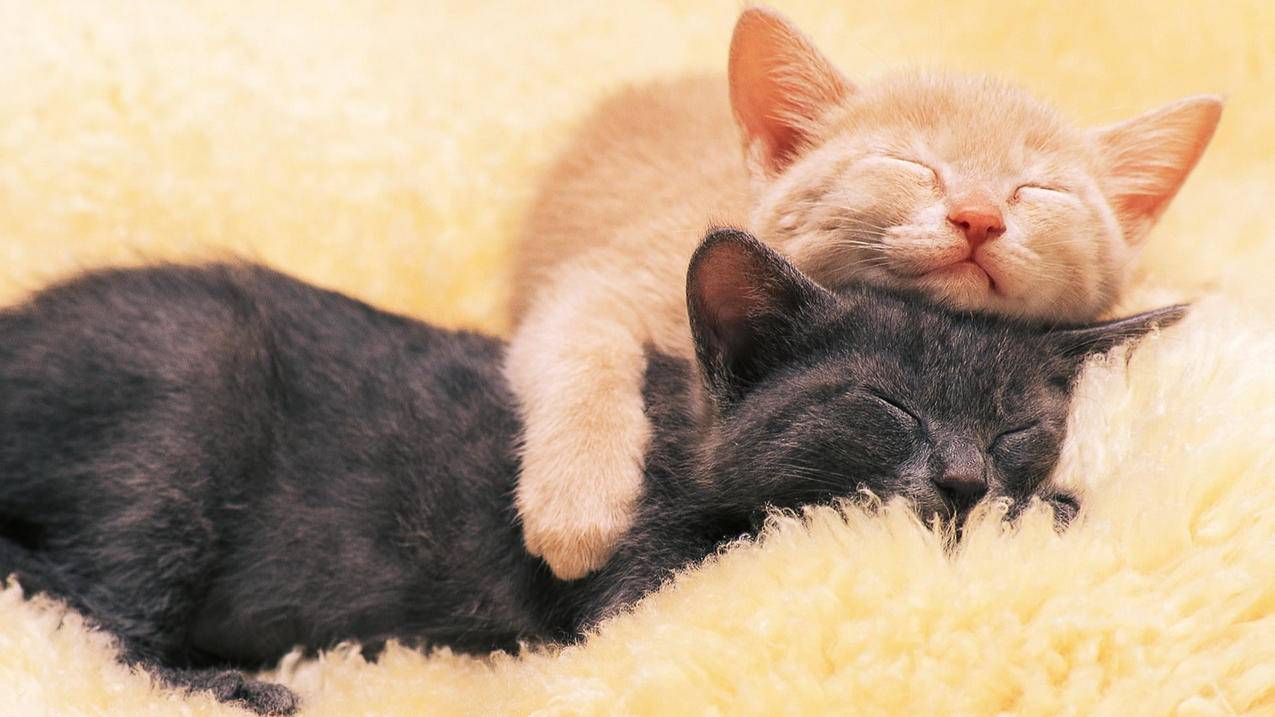 美版ipad如何下载软件 ， 美版苹果手机怎么下软件  - 55dz账号网