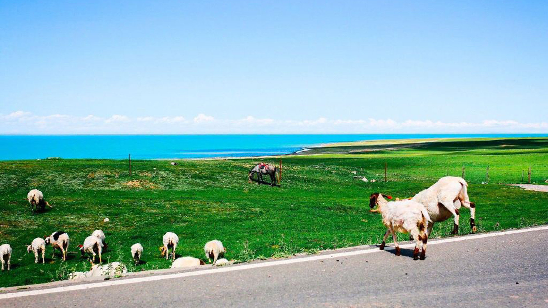 zoom如何撤回消息_zoom可以撤回吗 - zoom相关 - 55dz账号网