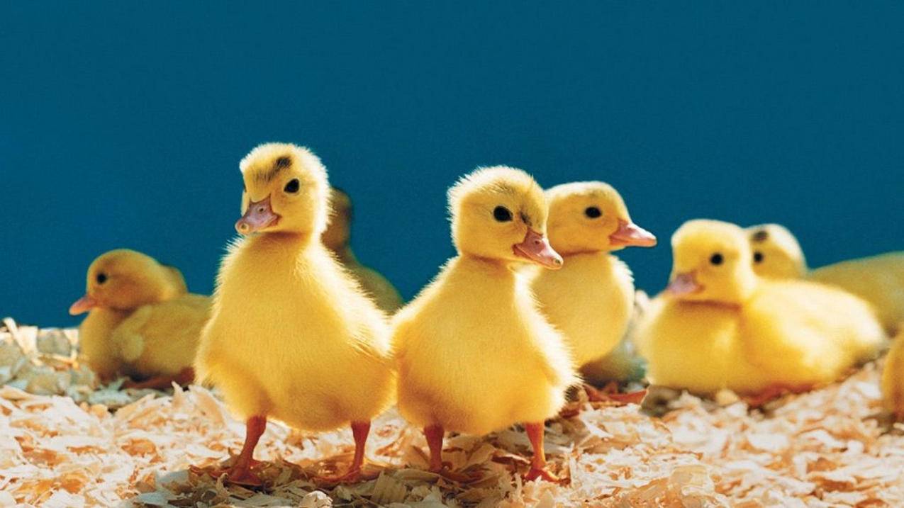 网易云邮箱162_网易云邮箱格式 - gmail相关 - 55dz账号网