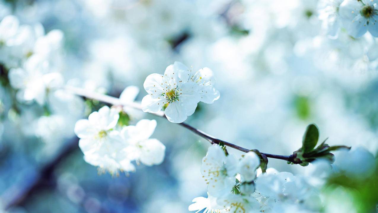 一诺代刷网-说说赞自助下单,橘子代刷快手粉,快手抖音代刷网免费