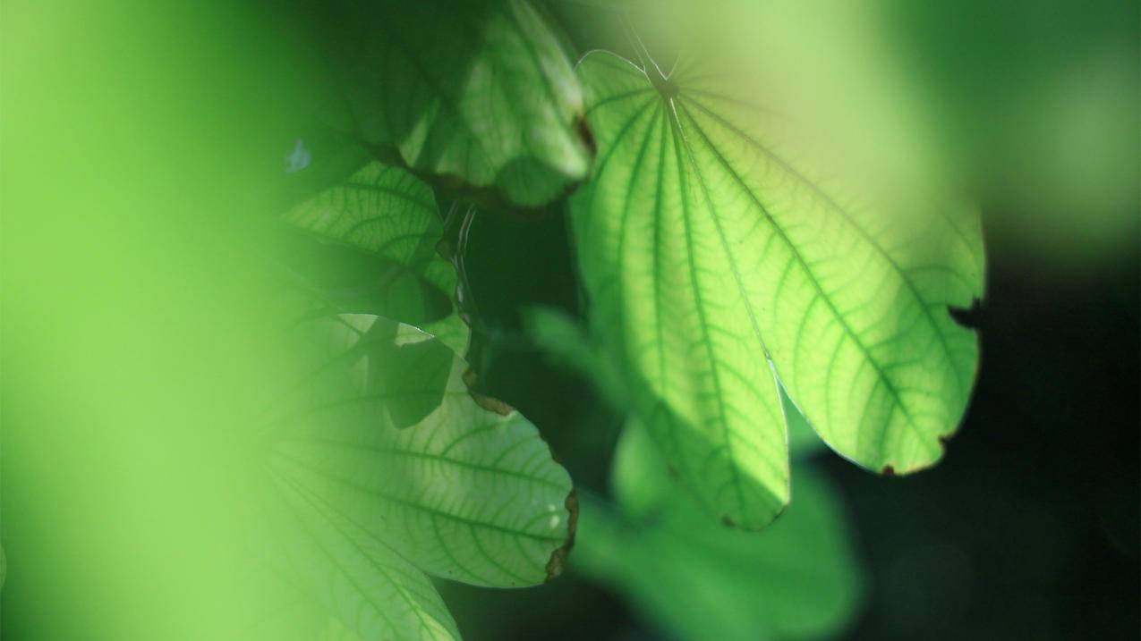 苹果申请越南apple id账号密码（越南apple id注册） - 各区苹果ID - 55dz账号网