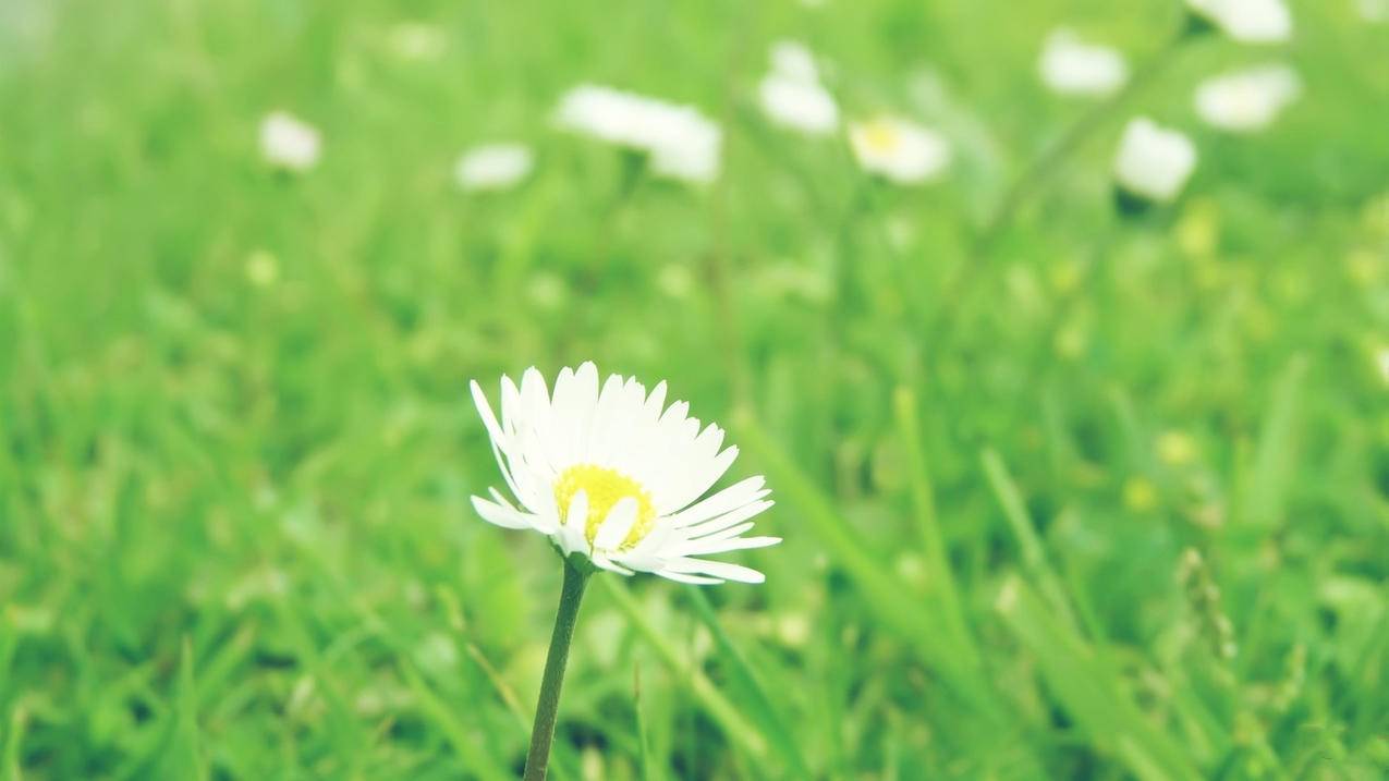 苹果手机id账号怎么注销? ， 怎么注销掉捡来的苹果手机id?捡来的苹果退出id后安全了吗  - 55dz账号网