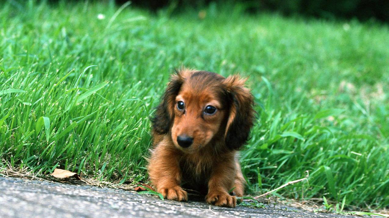 vivo手机怎么登陆google账号_vivo谷歌账号登录 - google相关 - 55dz账号网