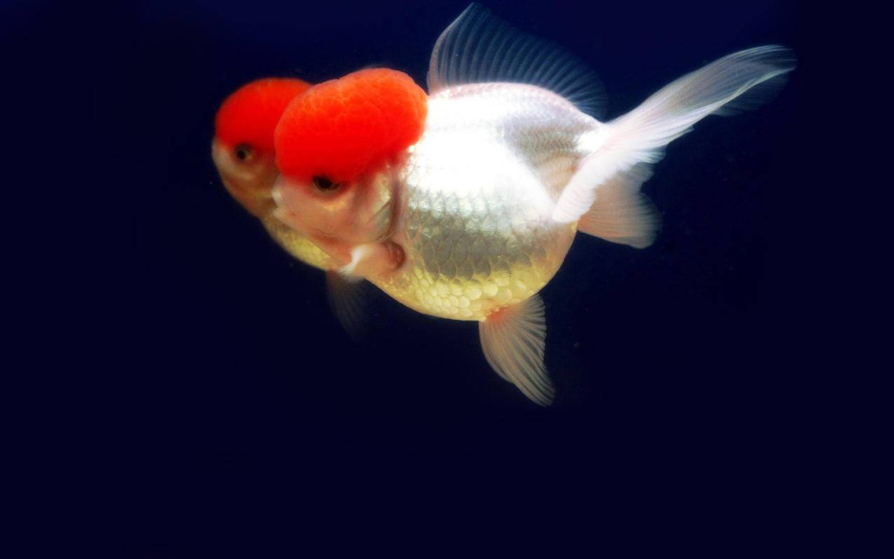 止水钢板节点_止水钢板节点规范 - 注册外服方法 - 55dz账号网