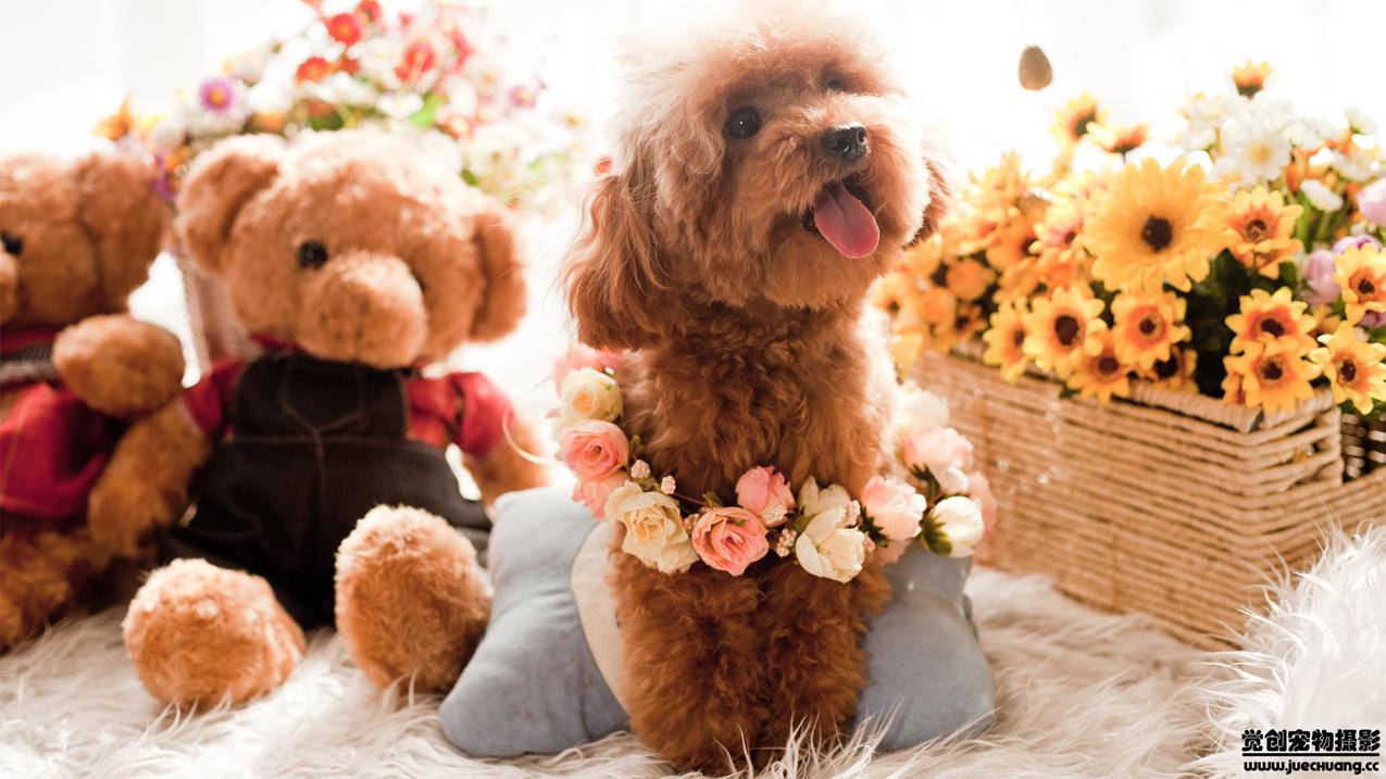 qq空间说说赞网站在线刷-互赞助手软件免费空间-0元名片赞自助下单 新闻