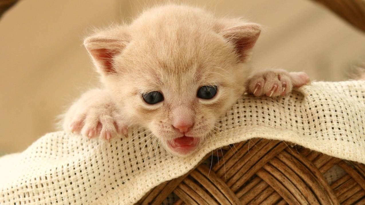 创建苹果id最后一步就是过不去_创建苹果ID最后一步怎么办 - 各区苹果ID - 55dz账号网