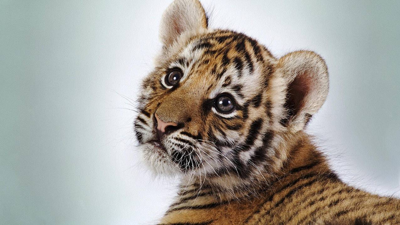 sstap节点获取的简单介绍 - 注册外服方法 - 55dz账号网