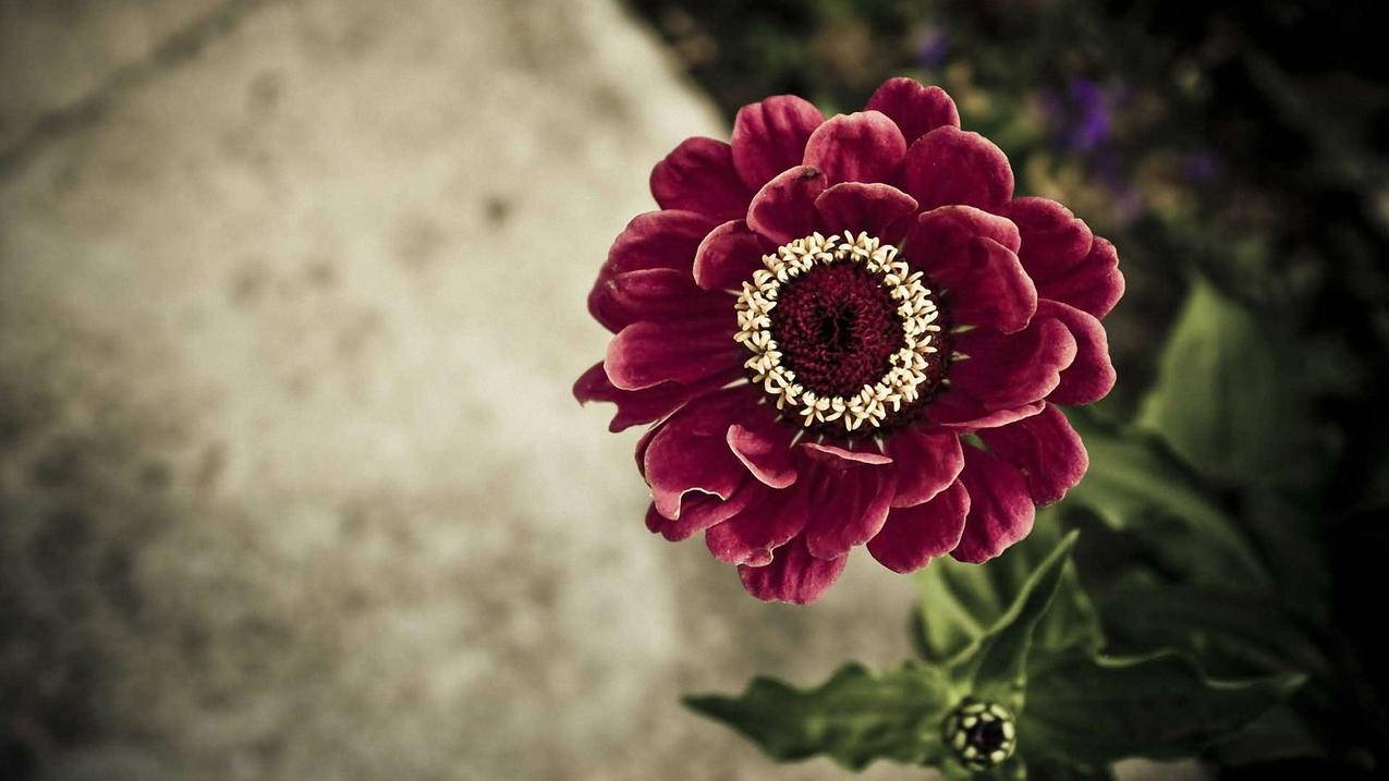 appleid怎么注册新的账号_iphone怎么注册新的id账号 - 各区苹果ID - 55dz账号网