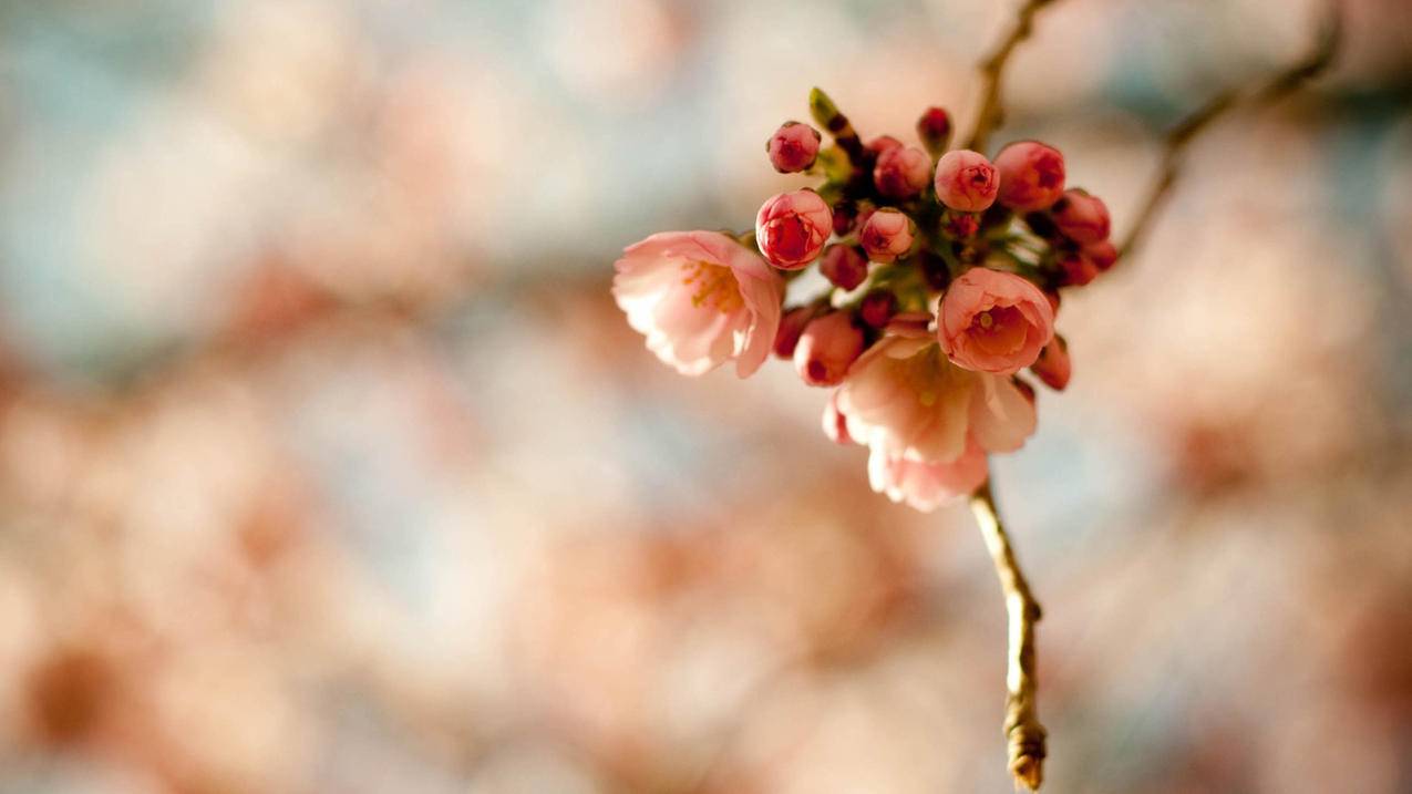 速腾油管共振两个地方_速腾油管共振两个地方响 - youtube相关 - 55dz账号网