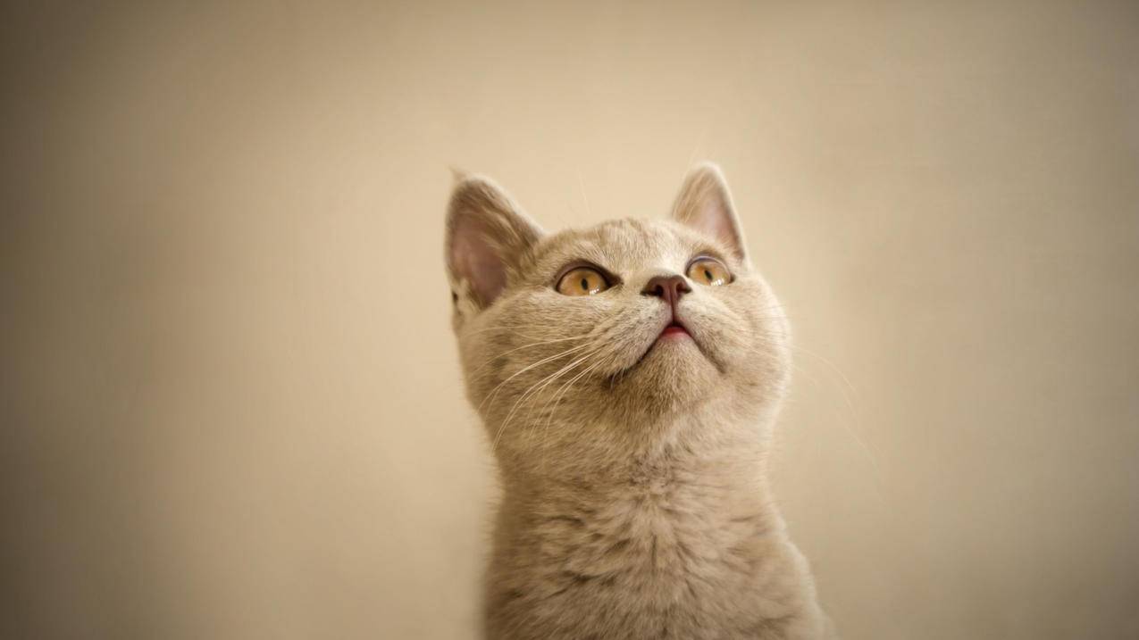 苹果2022款iPadAir、入门款iPad曝光 - Apple ID相关 - 55dz账号网