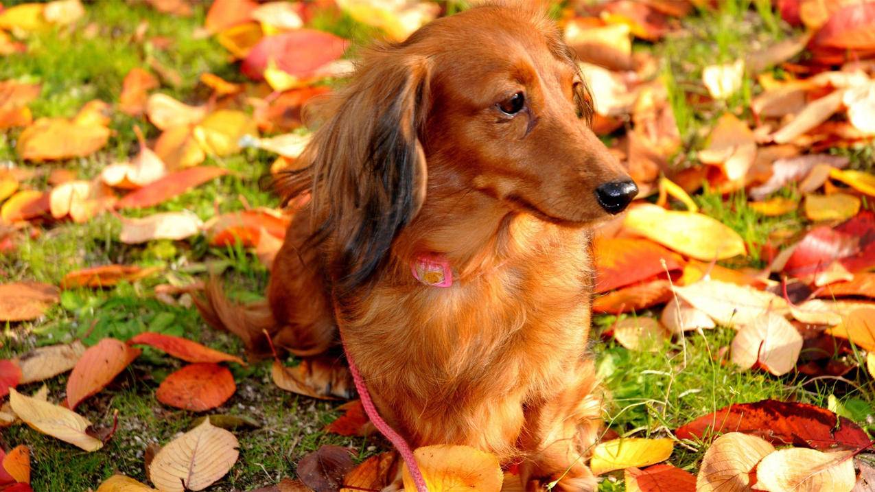 美国苹果id怎么跳过付款_苹果id美国付款方式过不去 - 各区苹果ID - 55dz账号网