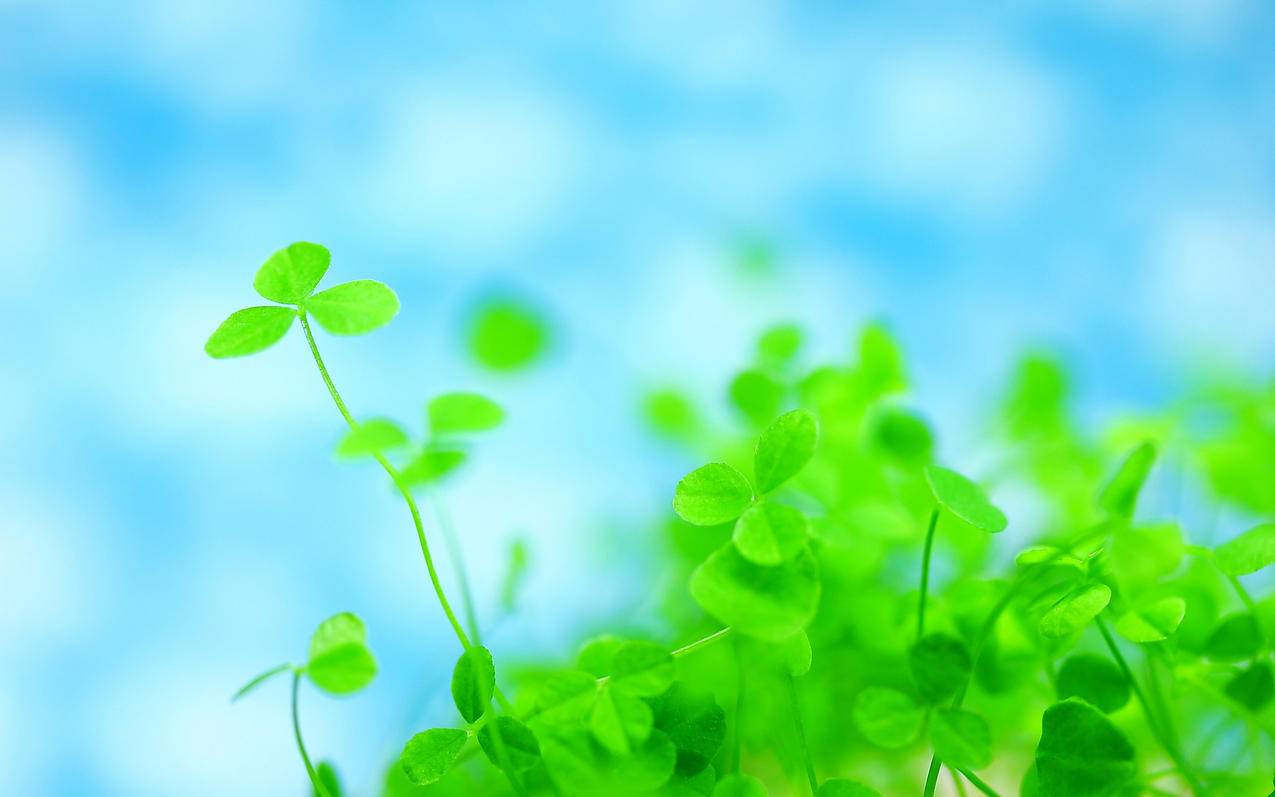 clash关闭后无法连接互联网_clash外部控制设置连不上 - clash相关 - 55dz账号网