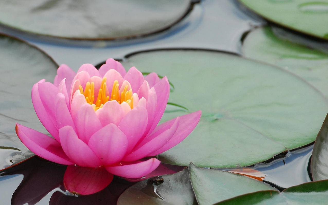 nba2k21生涯选哪个经纪人_nba2k21生涯经纪人选哪一个 - IOS分享 - 55dz账号网