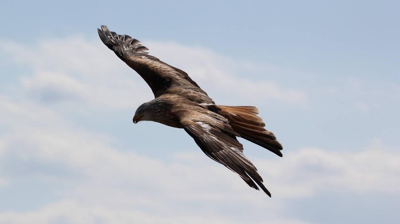 如何领取千川优惠券？ - ks自助下单 - ks业务下单