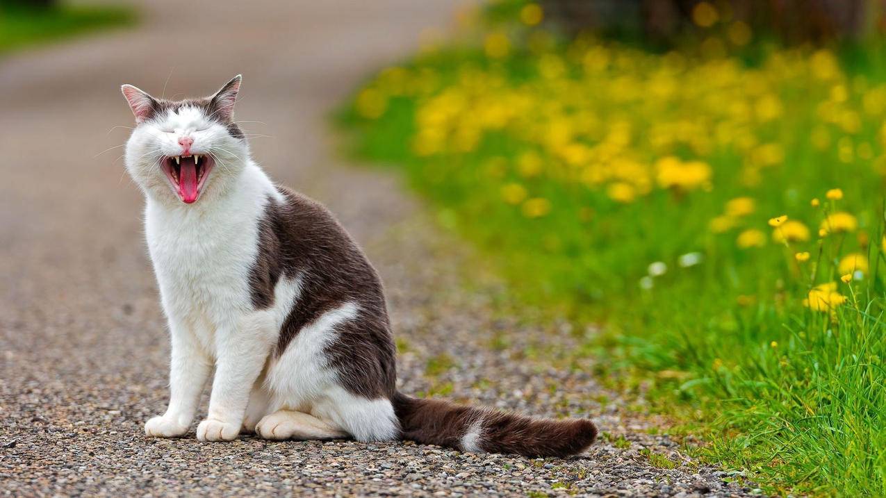 国内怎么接收gmail_国内怎么接收外币汇款 - gmail相关 - 55dz账号网