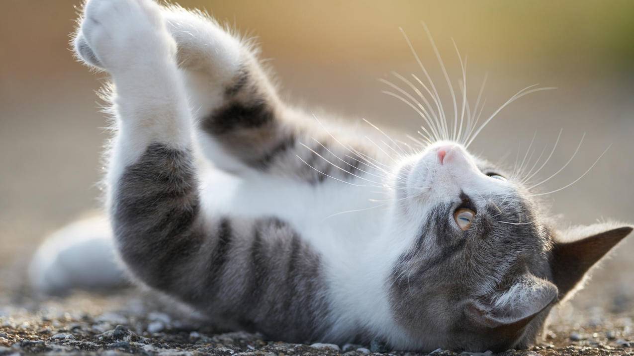 qq空间刷赞软件免费版6-0.1元100000qq快手赞,刷一万粉丝快手,大众卡盟刷qq钻