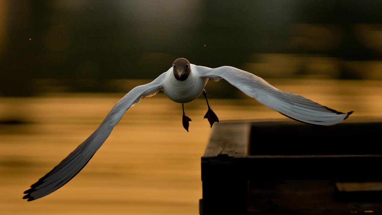 appleid哪国的比较好用_哪个区的appleid好 - Apple ID相关 - 55dz账号网