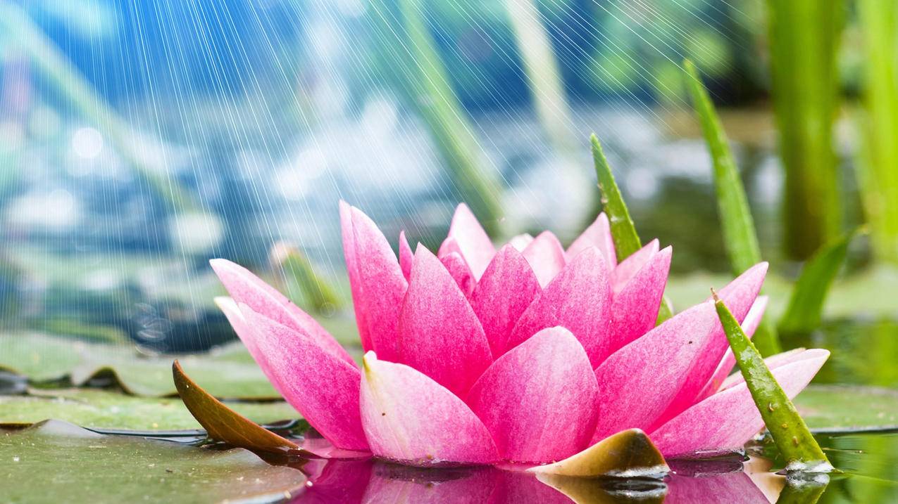 荣耀手机能不能下载tiktok_荣耀手机能不能下载速狮 - tiktok相关 - 55dz账号网