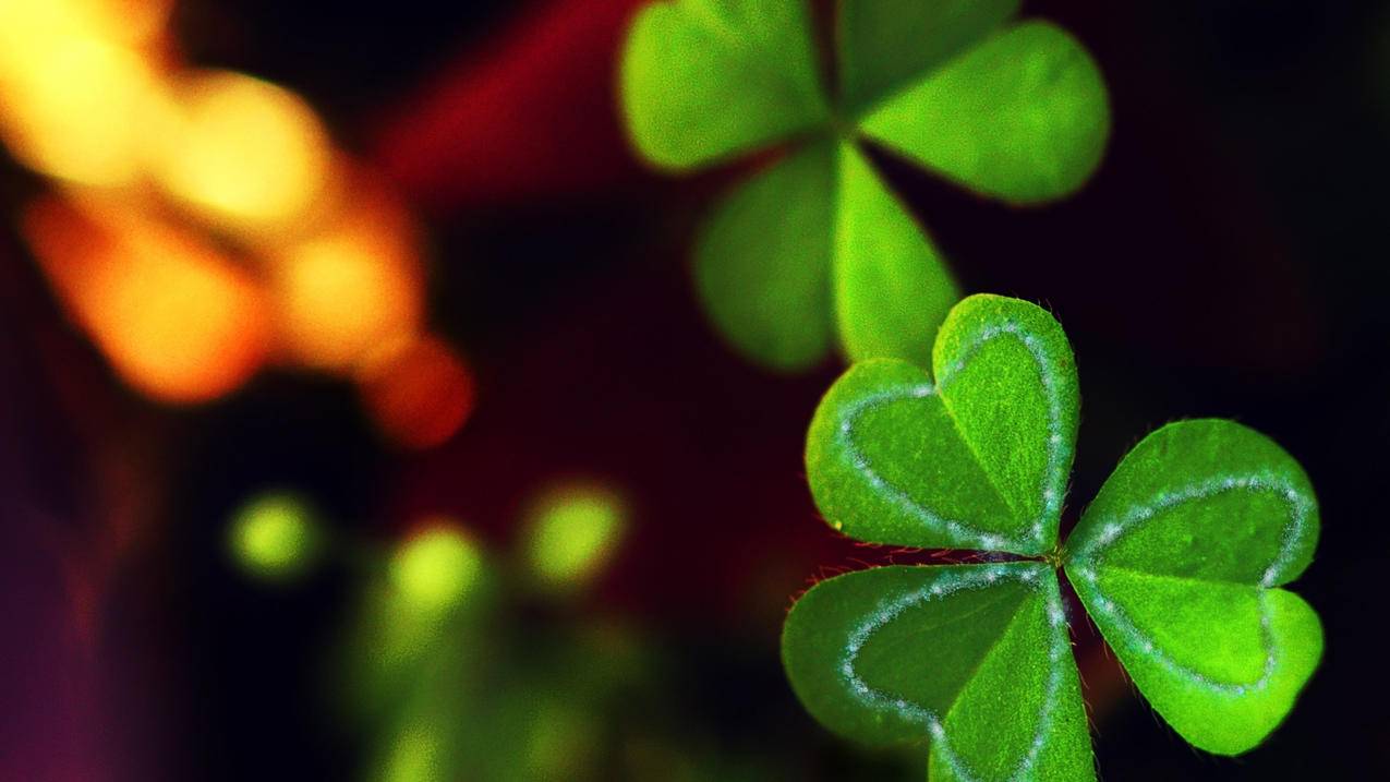 timing电脑版 - 抖音 代刷 平台,空间刷赞器,快手刷赞网站相信墨言选