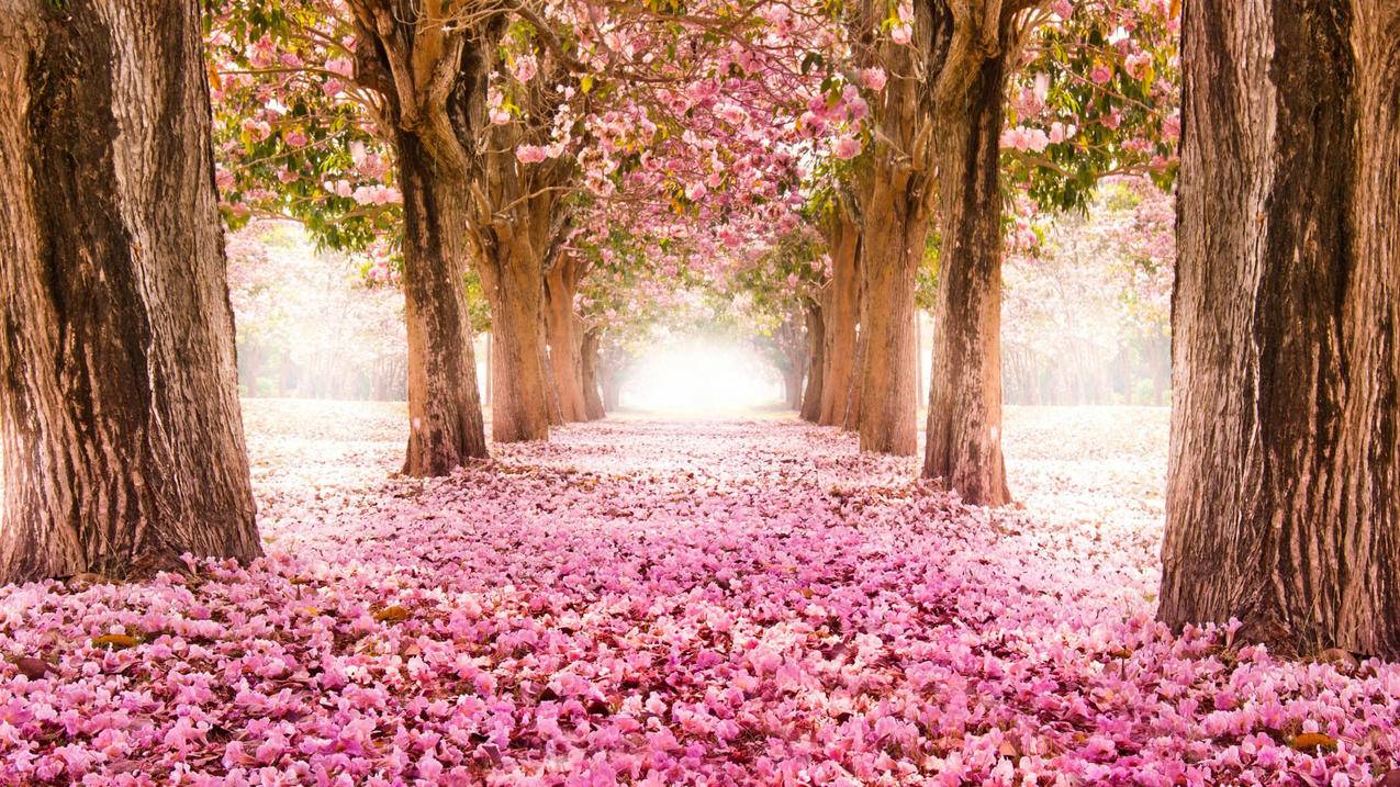 网易云刷听歌量网址,在线刷快手评论顶赞网站,快手点赞购买网站