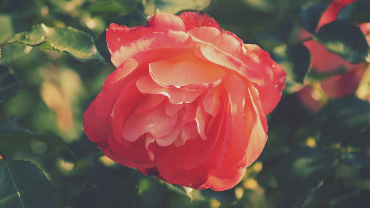 tiktok怎么开通英国小黄车_TikTok小黄车 - tiktok相关 - 55dz账号网