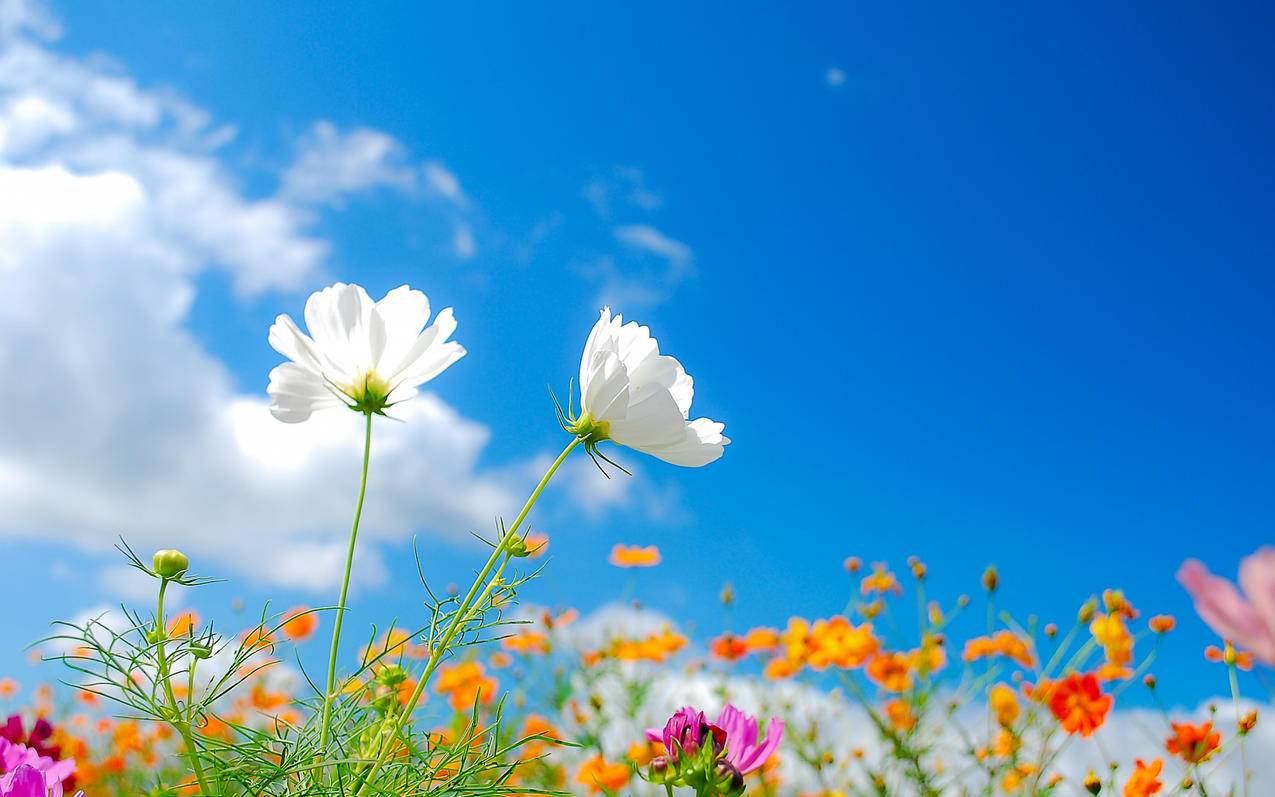 clash中文版官网_clash pc版 - clash相关 - 55dz账号网