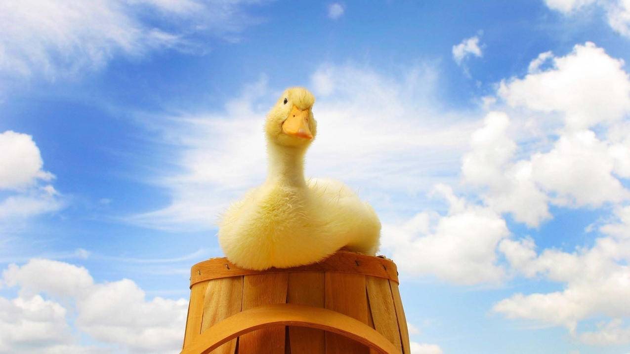 卡盟平台官网永久钻 - 梓豪免费刷网站快手,超低价ks业务自助下单平台,卡会销卡盟官网