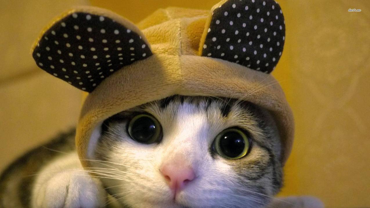 下载了小火箭怎么使用教程  ( 小火箭怎么在ios上下载? ) - 55dz账号网