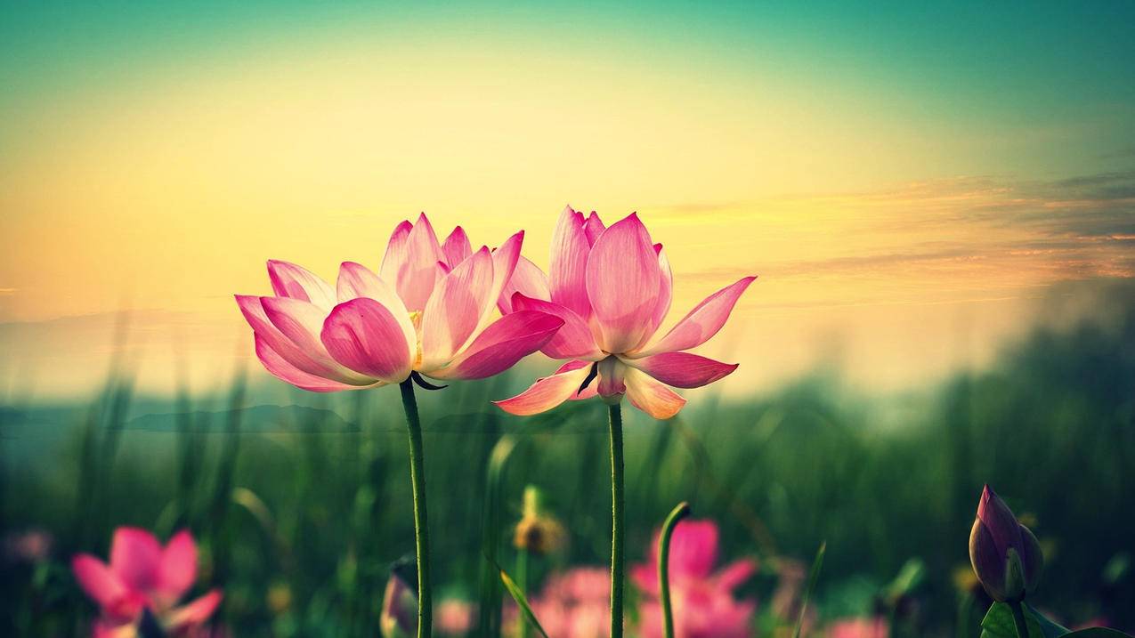 如何登录我的千川后台？ - ks自助下单 - ks业务下单