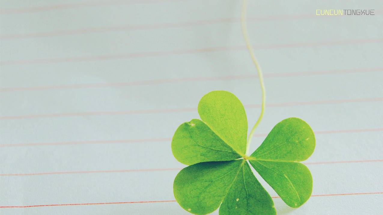 tiktok网红小姐姐id泰国_泰国明星tiktok账号 - 苹果APP下载 - 55dz账号网