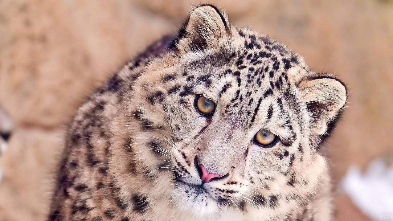 电商讲解主播怎么做？新手入门必备步骤解析 - ks业务网 - ks业务下单