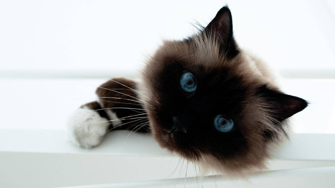 光大信用卡绑定微信消费算刷卡吗_光大信用卡绑定微信消费算刷卡吗 - 微信相关 - 55dz账号网