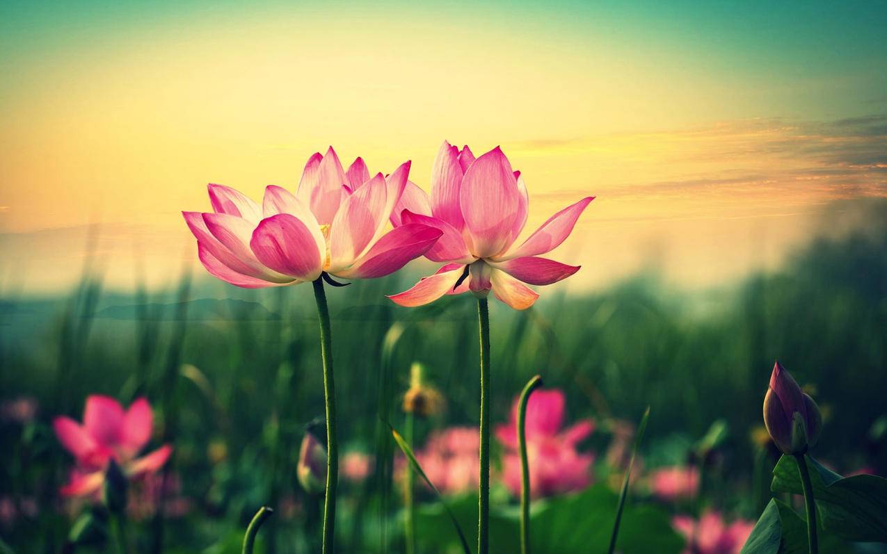 抖音连信是什么-dy业务网