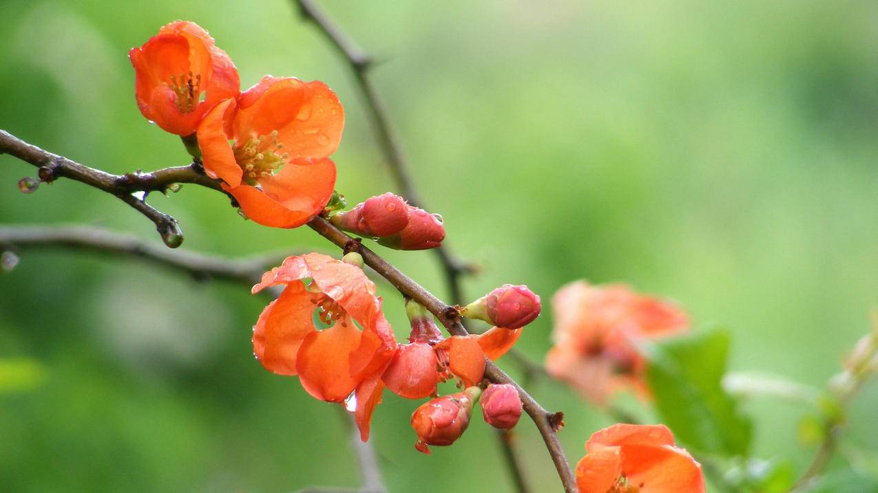 iwatch解除配对后台湾appleid里还有_怎样解绑iwatch和原手机id - 台湾苹果ID - 55dz账号网