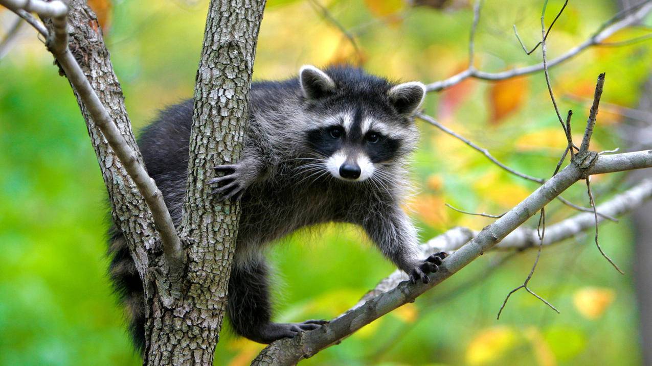 苹果手机里的id登录过后怎么彻底从手机里删除记录 ， 苹果id怎么退出 iPhone 如何退出 Apple ID 并彻底抹除数据?  - 55dz账号网