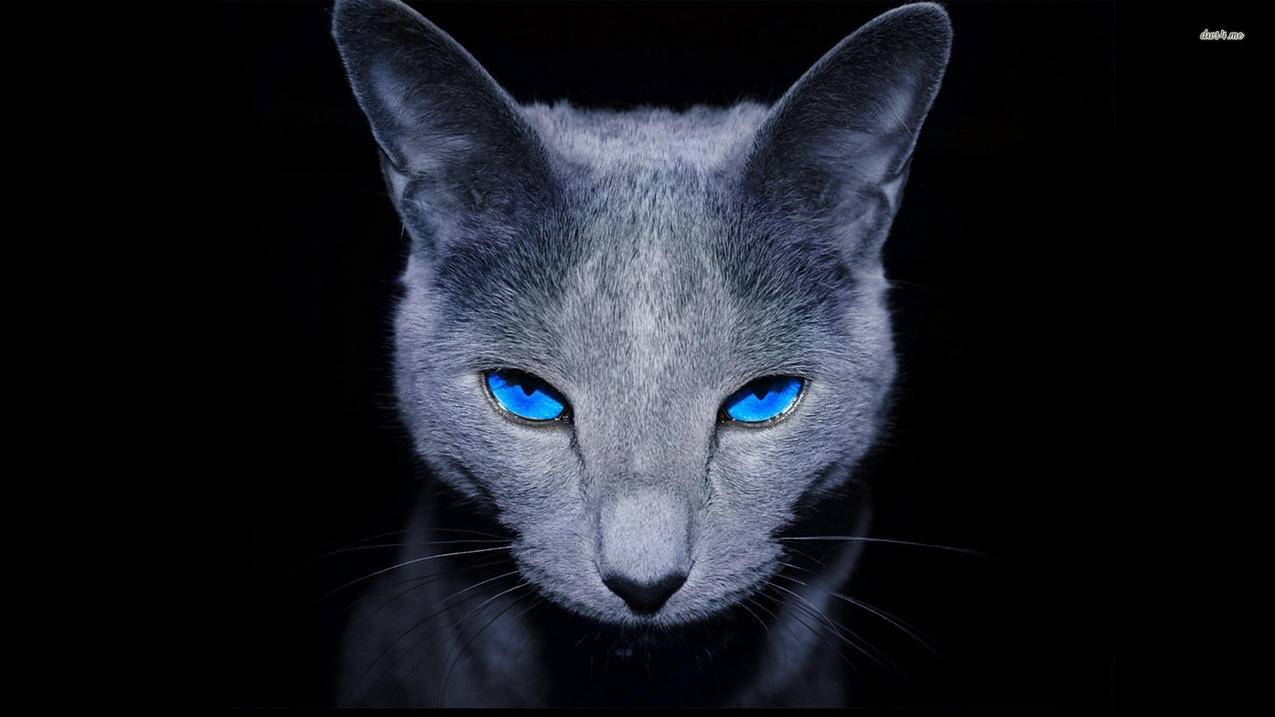 苹果手机怎么下载版抖音Tiktok？2021年如何有效解决苹果手机Tiktok下载问题？ - Apple ID相关 - 55dz账号网